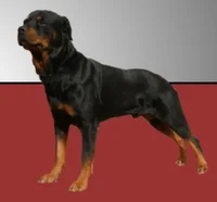Nathan the Rotweiler