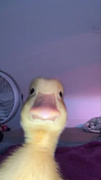 Patito dos