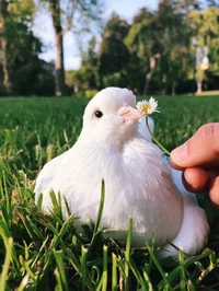 Cute pigeon