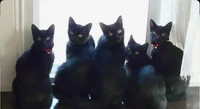 The black cats