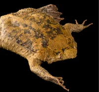 Common Surinam Toad