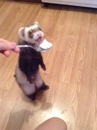 Lilac The Ferret