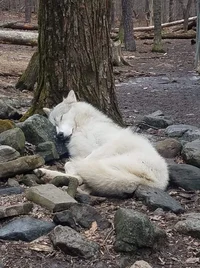 Wolf rp
