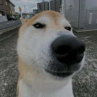 Sobaka