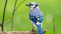 A Blue Jay 