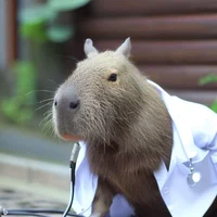 Dr Capbara