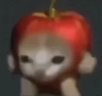 apple cat