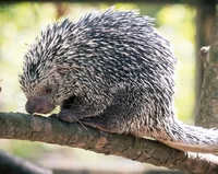 Goliath Porcupine