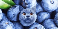 Blueberry cat