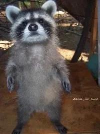 Raccoon
