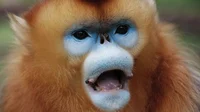 Yienjin The Monkey