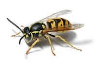 Yellow jacket