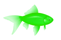 Green fish