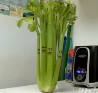 Celery 