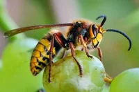 Hornet