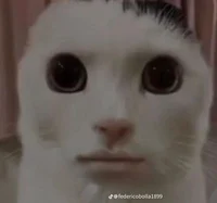 Gato seriaco 