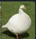 goose