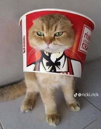 Gato KFC