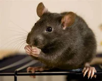 commands rat