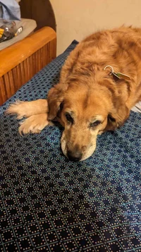 Rajha Pushay Winkler