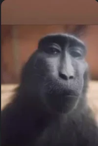 Actual monkey