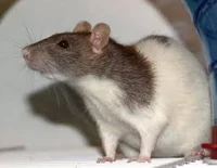 Your pet rat