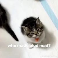 Angry cat