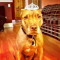 Princess the Pitbull