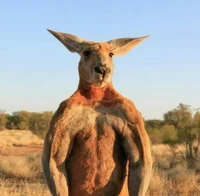 Gym Bro Kangaroo
