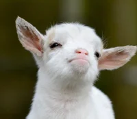 Baby goat