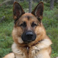 Male German Shepard