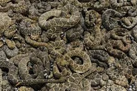 Group of snakes
