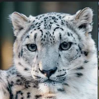 Snow leopard