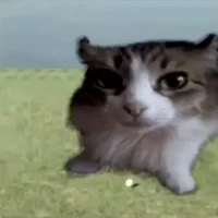 Gato