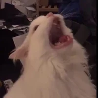 Franco