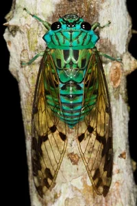 A Cicada