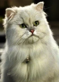 SnowBell