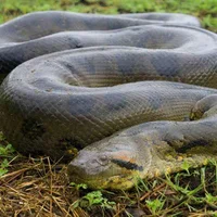 Anaconda 