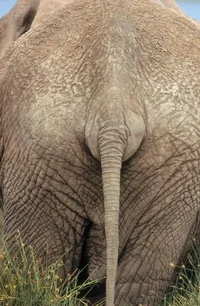 An Elephant Butt