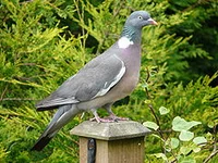 Wood pigeon