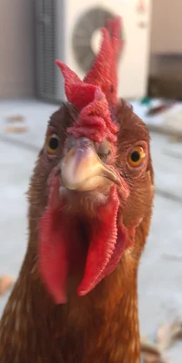 Dora ISABrownChicken