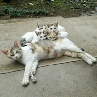 Cat family