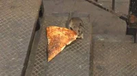 NYC subway rat