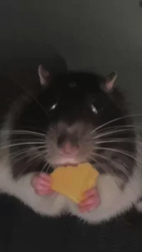 Rat