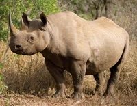 Black Rhinoceros