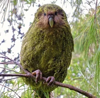 The Kakapo