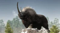 Woolly Rhinoceros 