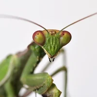 Non-praying mantis