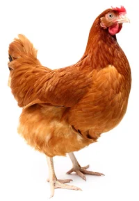 Chiken