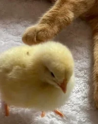 baby chick